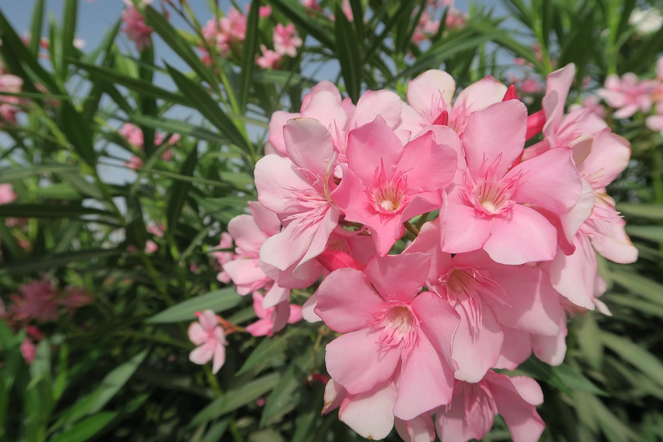 Quand tailler les lauriers roses ?