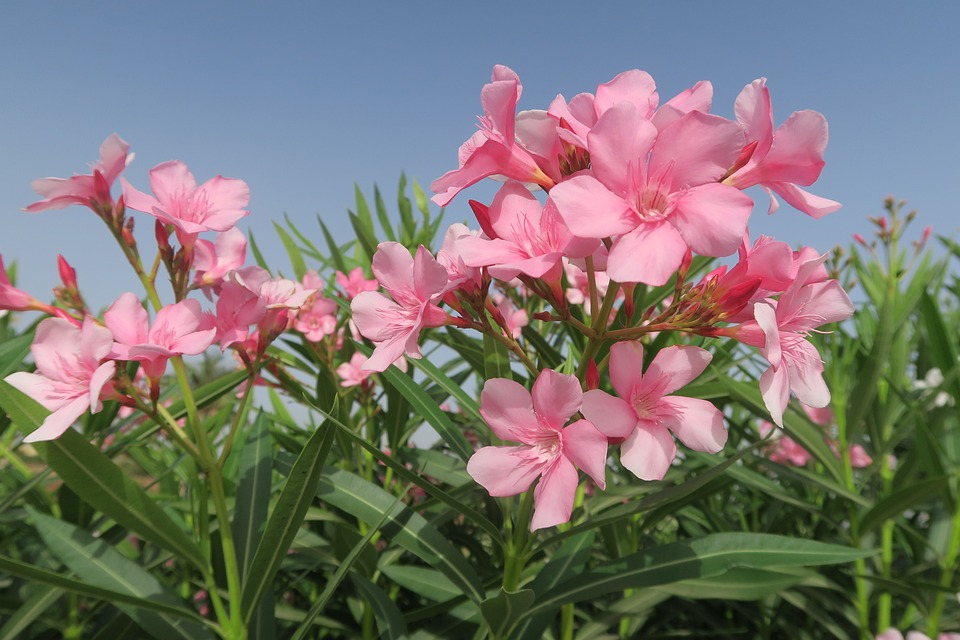 Quand planter un laurier rose ?