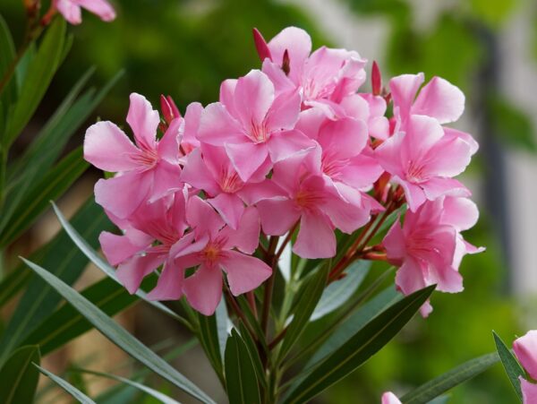 Comment faire une bouture de laurier rose ?